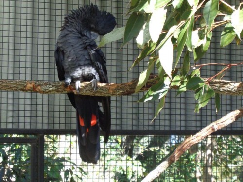 Kakadu černý - Austrálie