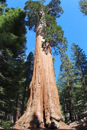 General Grand Tree - Kings Canyon, California
