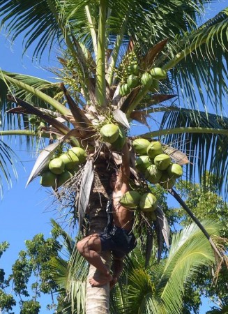 Samoan na kokosové palmě