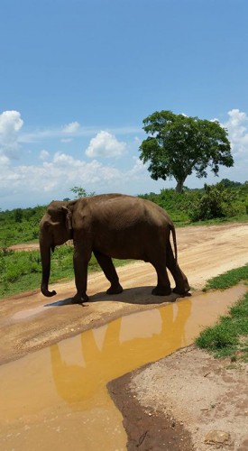 Slon - Srí Lanka