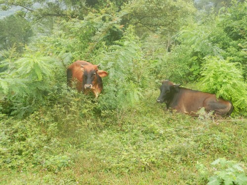 Kubánské krávy