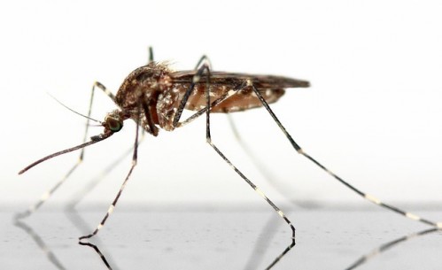 Komáři a nákaza malárií