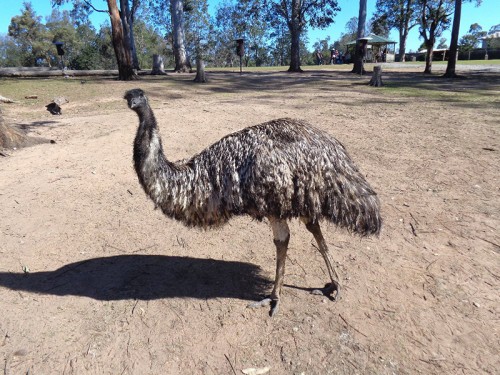 Emu