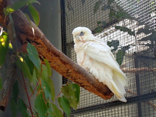 Kakadu