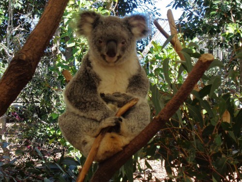 Koala