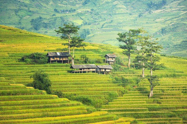 Vesnice, rýžová pole - Bali, Indonésie