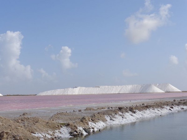 Saliny - Bonaire, Karibik