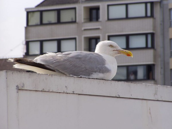 Ostende, racek mořský - Belgie