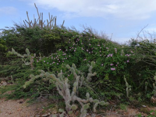 Curaçao - rostlinstvo v parku