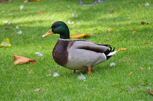 Kačer, Phoenix Park - Dublin, Irsko