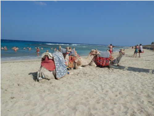 Egypt - velbloudi na pláži
