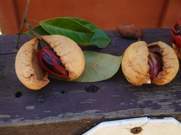Grenadské muškátové oříšky