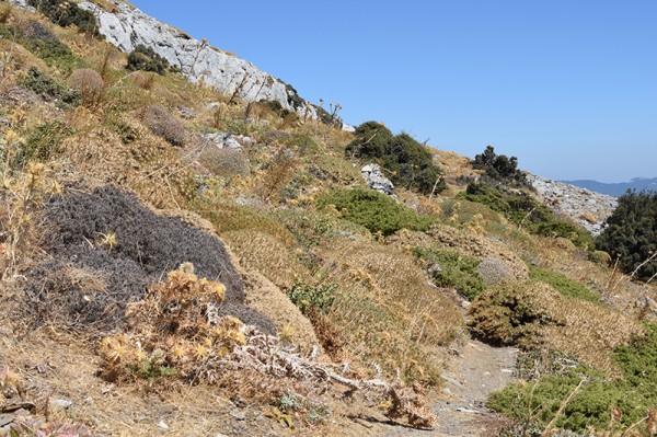 Cesta na Kerkis, zeleň - Samos, Řecko