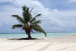 Kokosové ostrovy - Kokosova palma 1500.jpg
