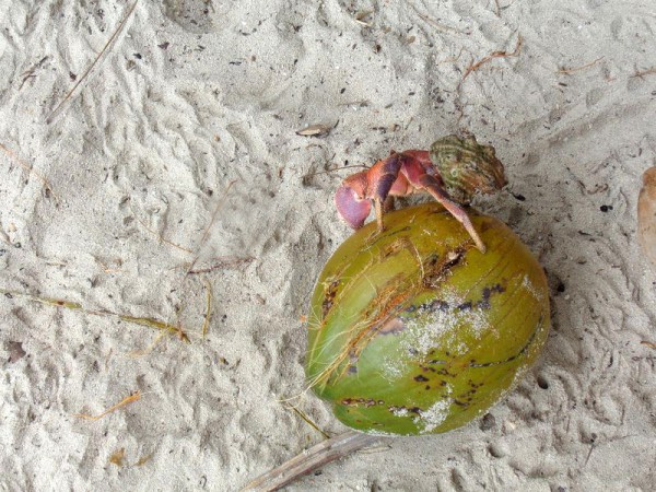Krab na kokosu - Kokosové ostrovy