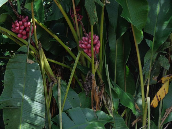 Červené banány - Kostarika
