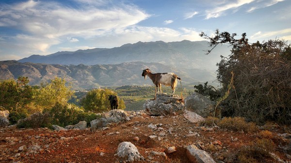 Kozy v horách - Kréta, Řecko