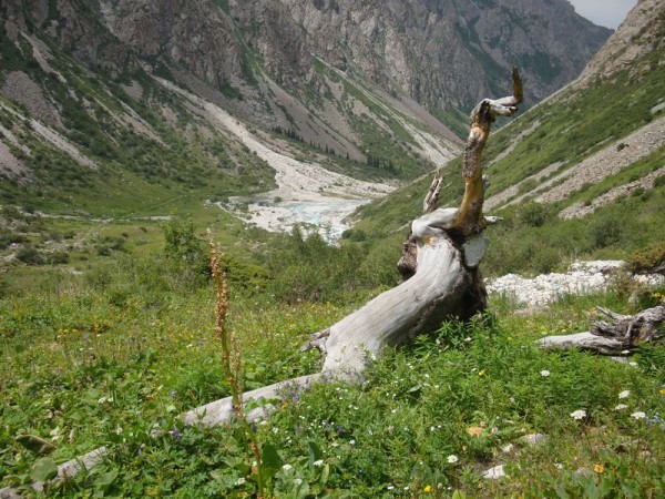 Ala Arča, kmen - Kyrgyzstán