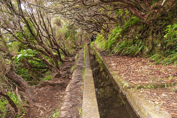 Stezka v lese - Madeira, Portugalsko