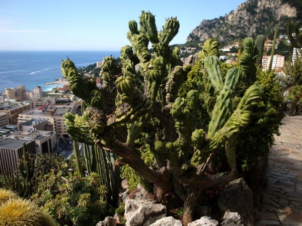 Kaktusy v Botanické zahradě - Monako