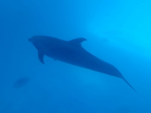 Delfín, Oděsa