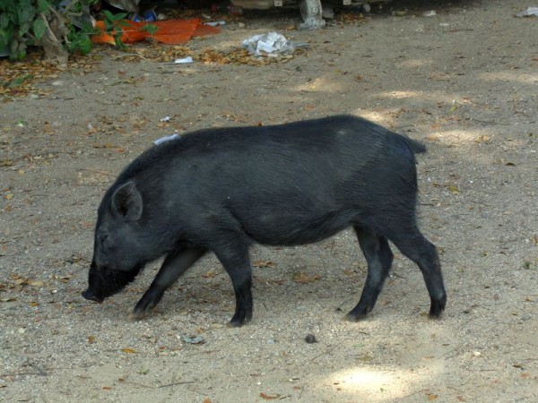 Prase domácí, vesnice - Papua-Nová Guinea