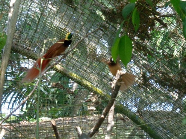 Rajky, Port Moresby - Papua-Nová Guinea