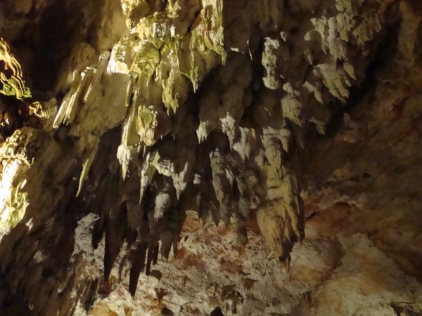 Postojna jeskyně, krápníky na stropě - Postojna, Slovinsko