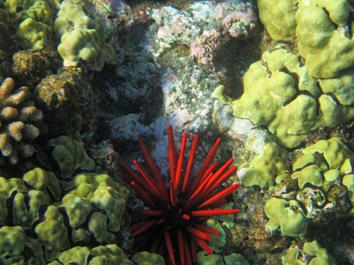 Molokini - korálový útes