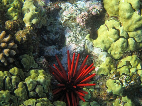 Molokini - korálový útes