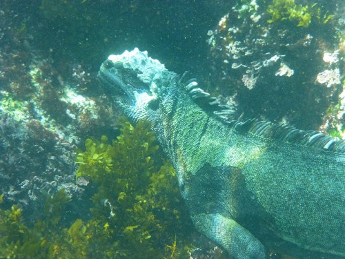 Galapágy - leguán podmořský