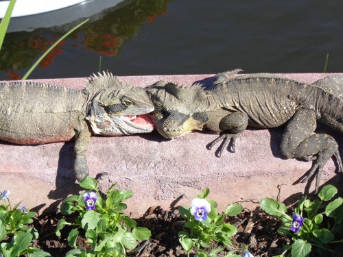 Souboj leguánů - Botanická zahrada, Brisbane