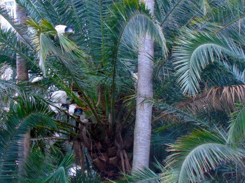 Hřadování ibisů - Botanická zahrada, Brisbane 