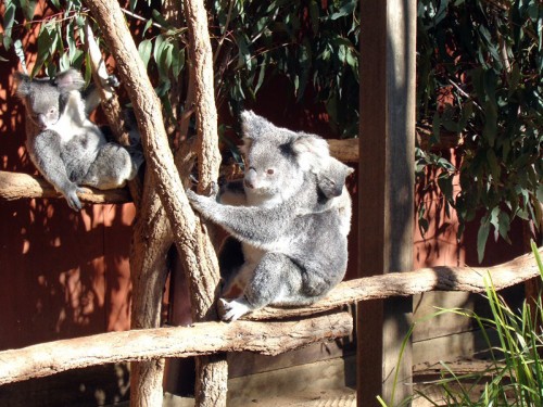 Koala s mládětem - Brisbane