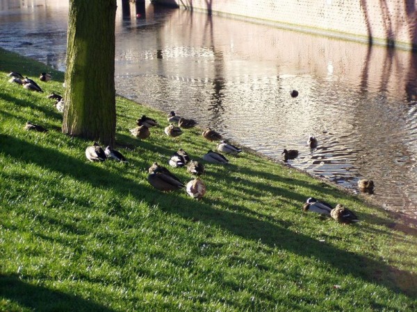 Kachny - Rotterdam, Nizozemsko