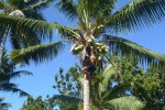 Samoa kokosová palma1500.jpg