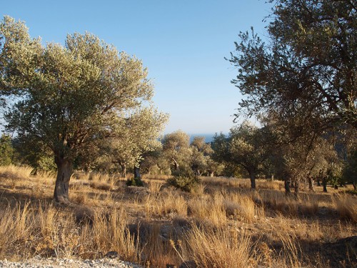 Olivový háj - Samos