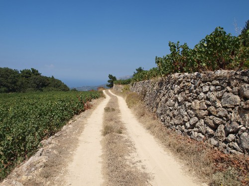 Platanos - cesta u vinice