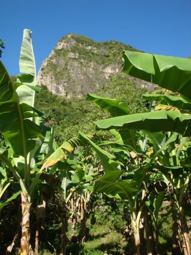 Gros Piton, banánovníky - výstup na Piton, Svatá Lucie, Karibik