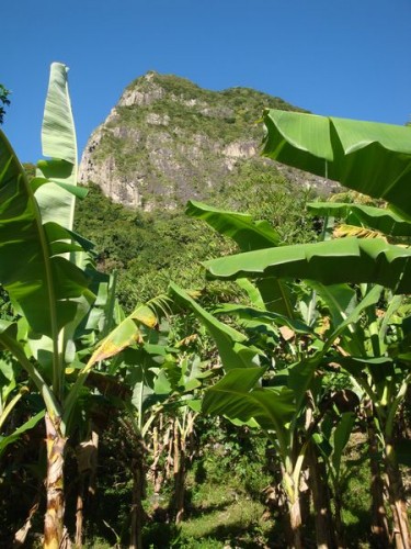 Gros Piton, banánovníky - výstup na Piton, Svatá Lucie, Karibik