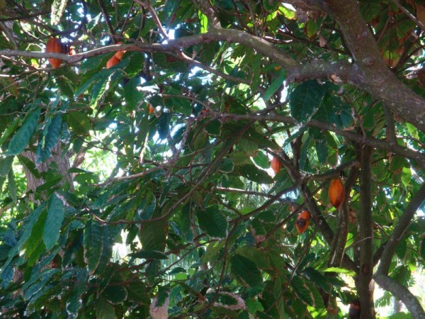 Kakaovník, boby - Svatá Lucie, Karibik