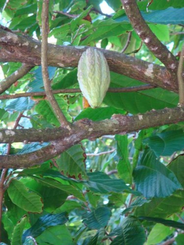 Kakaovník - Svatá Lucie, Karibik