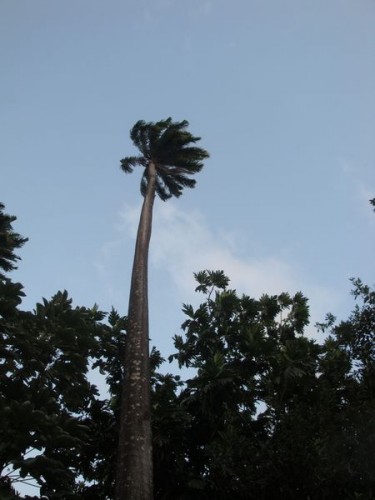 Královská palma - Botanická zahrada Kingstown, Svatý Vincenc a Grenadiny, Karibik