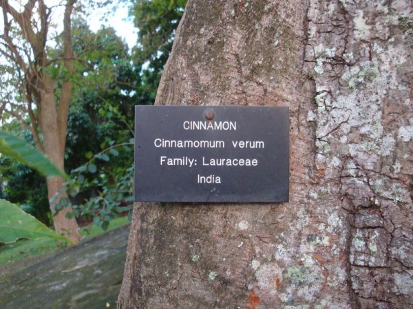Skořicovník - Botanická zahrada Kingstown, Svatý Vincenc a Grenadiny, Karibik