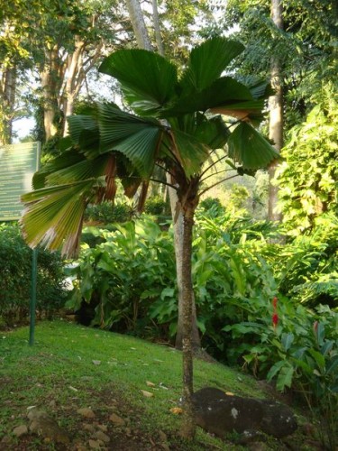 V botanické zahradě - Botanická zahrada Kingstown, Svatý Vincenc a Grenadiny, Karibik