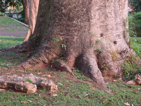 V botanické zahradě - Botanická zahrada Kingstown, Svatý Vincenc a Grenadiny, Karibik