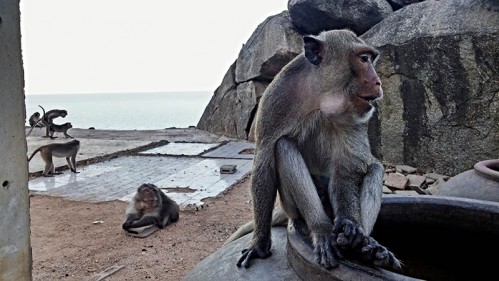 Thajsko - opičí ostrov v Hua Hinu
