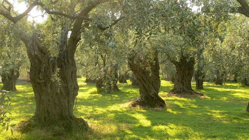 Thassos - olivový háj