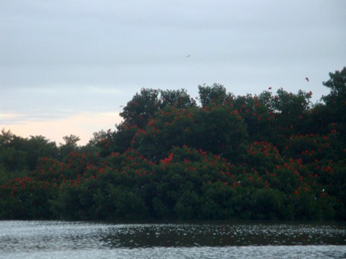 Ibisové - Trinidad a Tobago