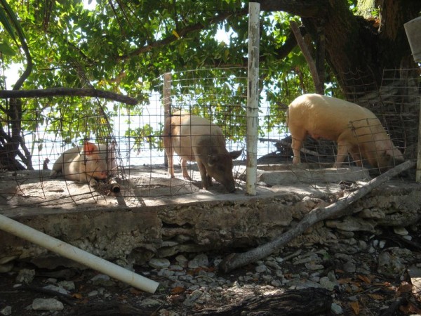 Prasata - Tuvalu, Oceánie